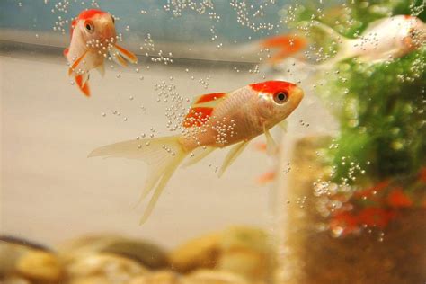 風水魚 數量|養魚能招財，10條最實用的養魚風水（你一定要知道）。